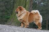 CHOW CHOW 579
